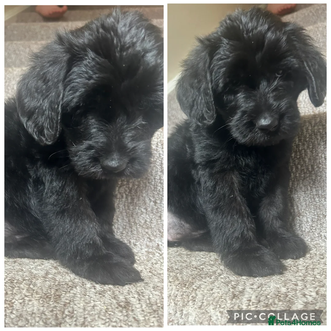 Labradoodle dogs for sale: F1 labradoodle puppy’s for sale 💙❤️ - Advert 1