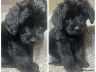 Labradoodle dogs F1 labradoodle puppy’s for sale 💙❤️ - Advert 5