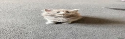 Mixed Breed cats for sale: Fluffy babies  - Advert 13