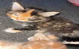 Mixed Breed cats for sale: 2 male 2 female kittens  - Image 9