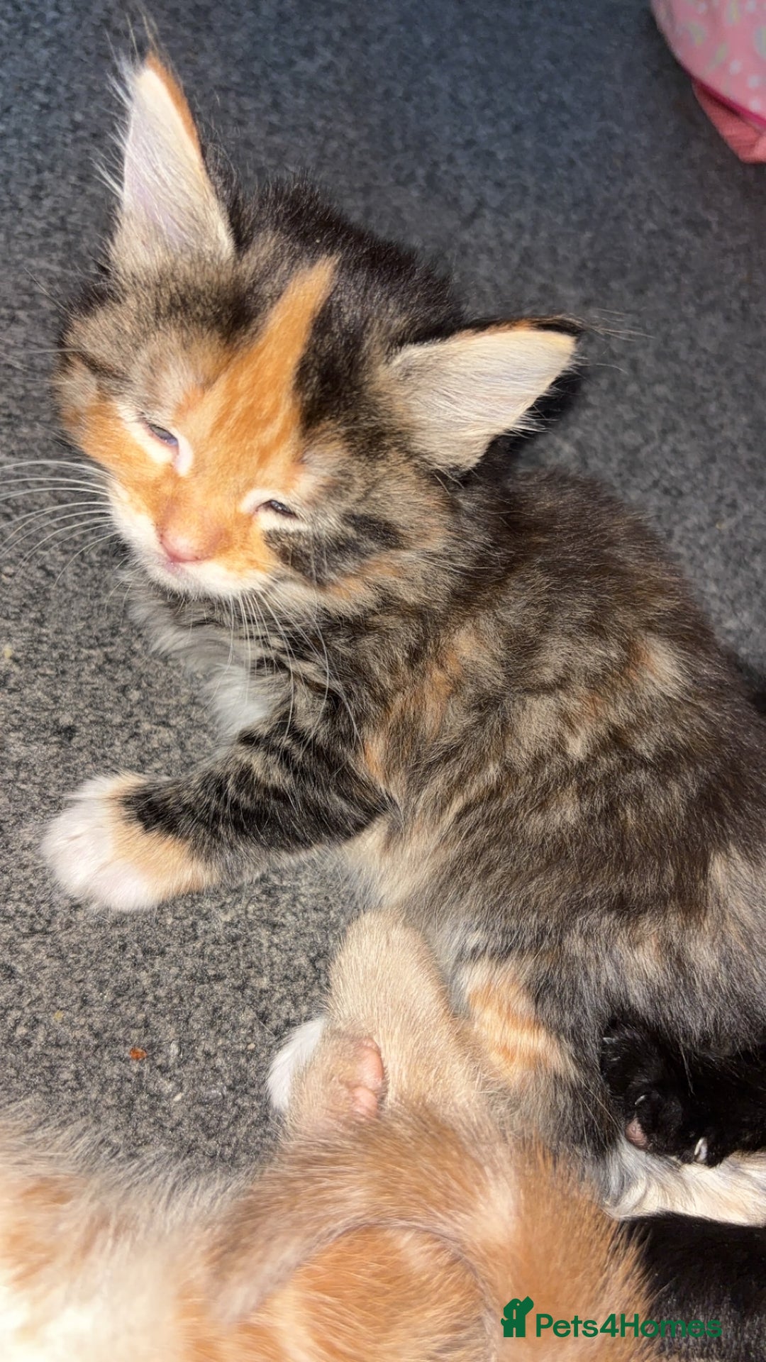 Mixed Breed cats for sale: 2 male 2 female kittens  - Image 9