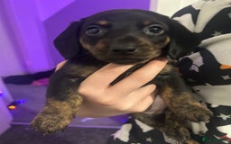 Miniature Dachshund dogs for sale: Miniature dachshunds  - Image 2