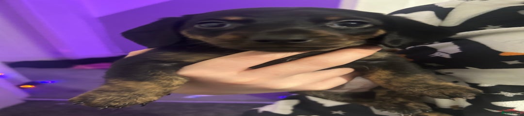 Miniature Dachshund Puppy 3