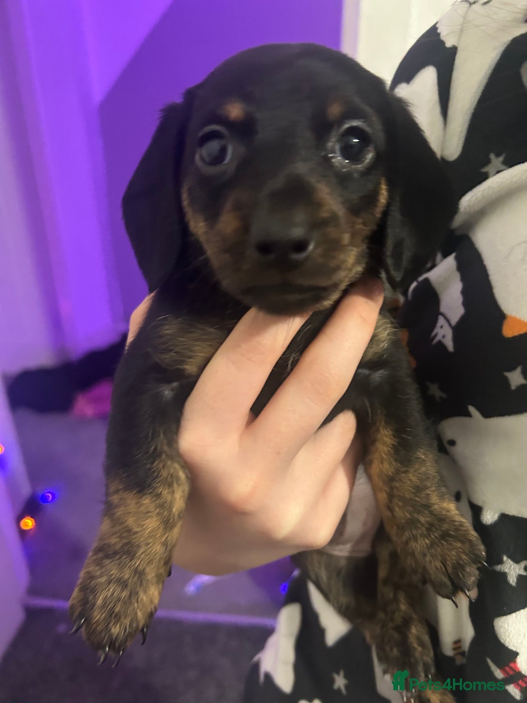 Miniature Dachshund dogs for sale: Miniature dachshunds  - Image 2