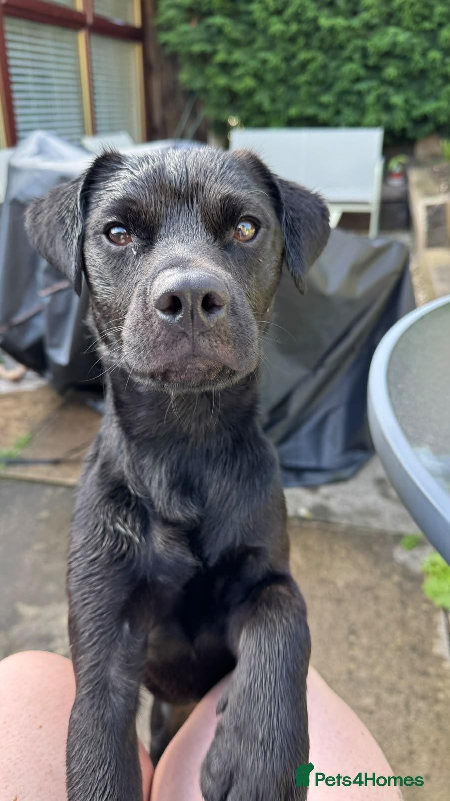 Mixed Breed dogs 💙Tommy💙-20 months old, small/lower-medium boy - Advert 1