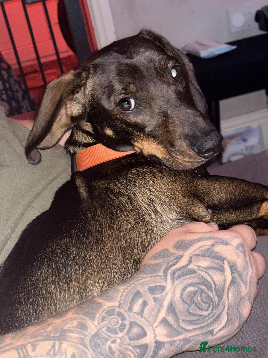 Dachshund dogs for sale: Borris - Advert 1