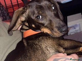 Dachshund dogs Borris - Advert 3