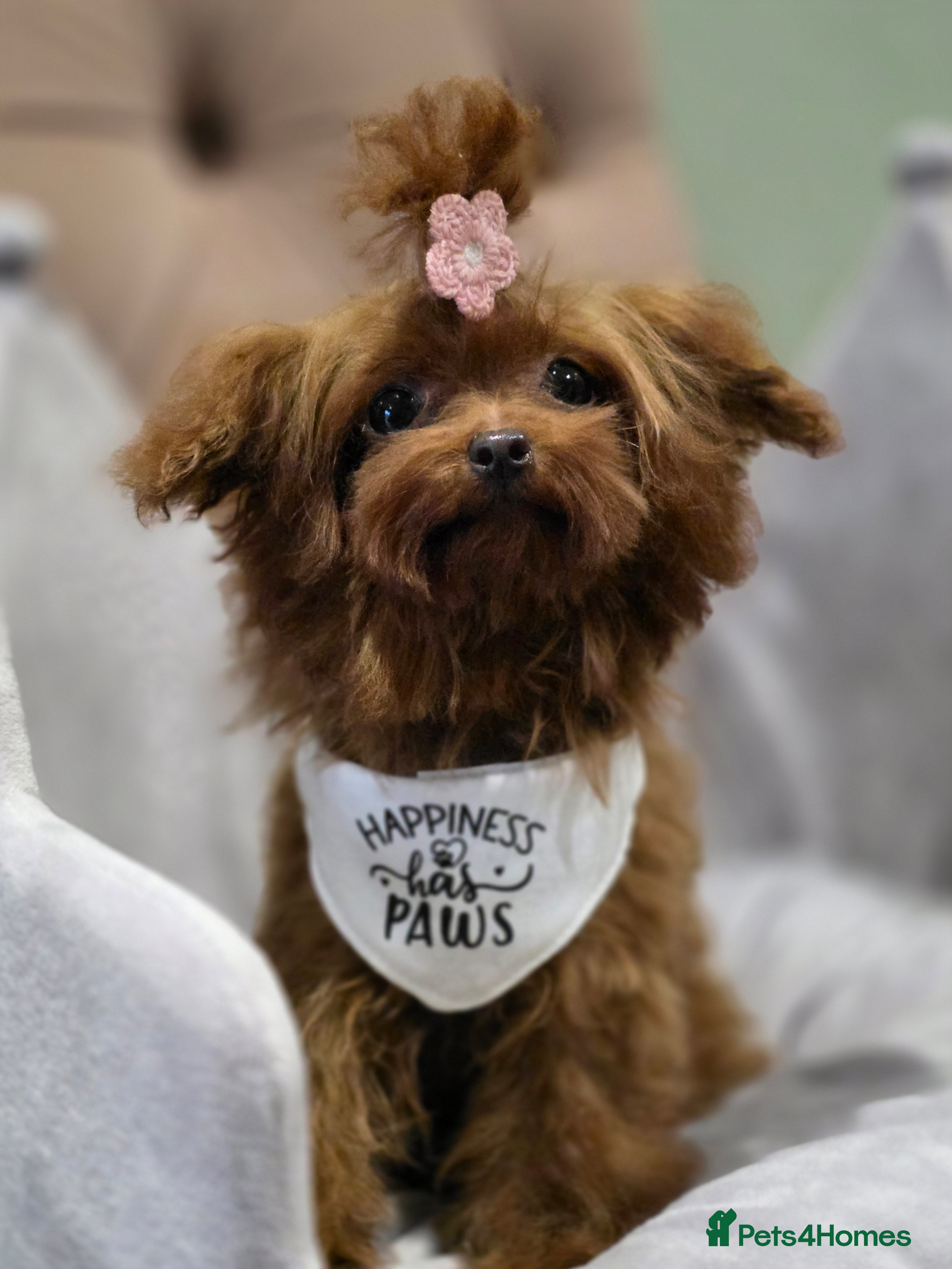 Toy Poodle dogs Full Asian girl - Advert 8