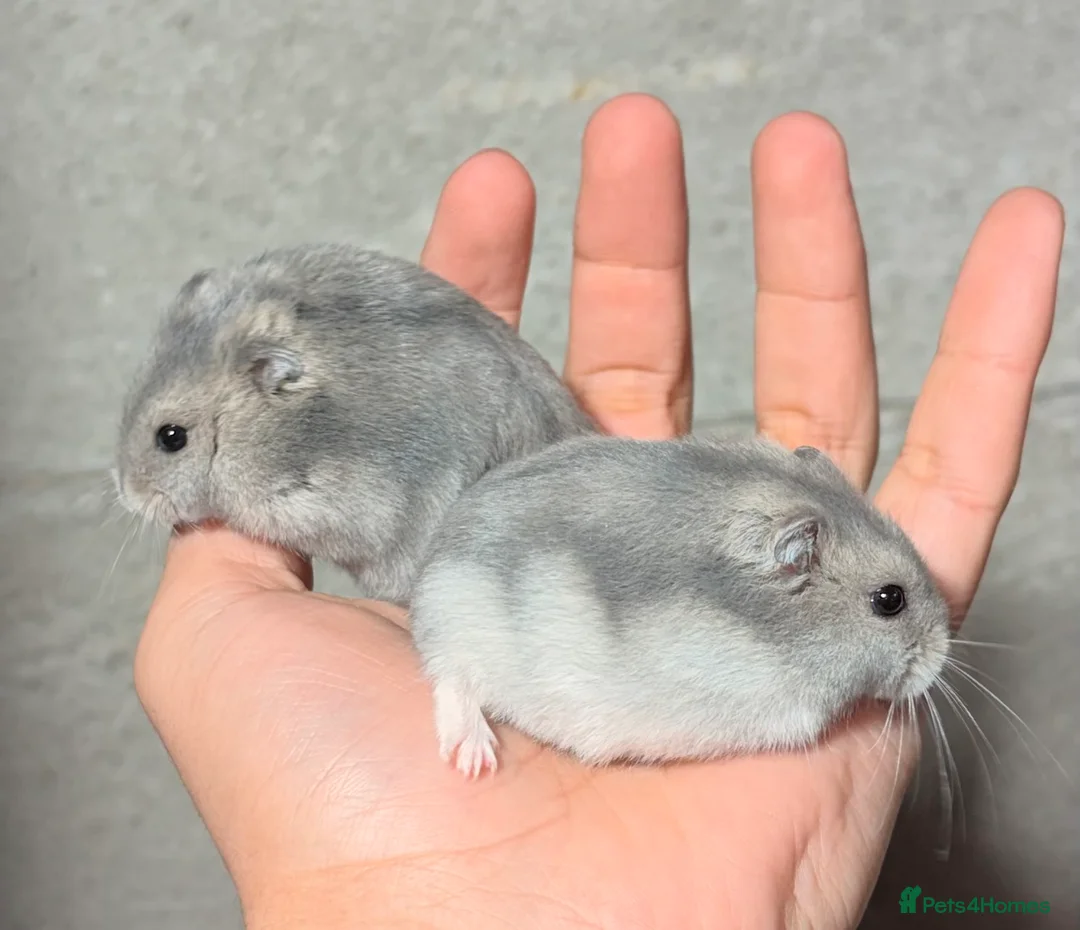 Hamster rodents for sale: STUNNING TAME PEDIGREE & PURE WINTER WHITE DWARFS - Advert 1