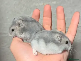 Hamster rodents STUNNING TAME PEDIGREE & PURE WINTER WHITE DWARFS - Advert 1