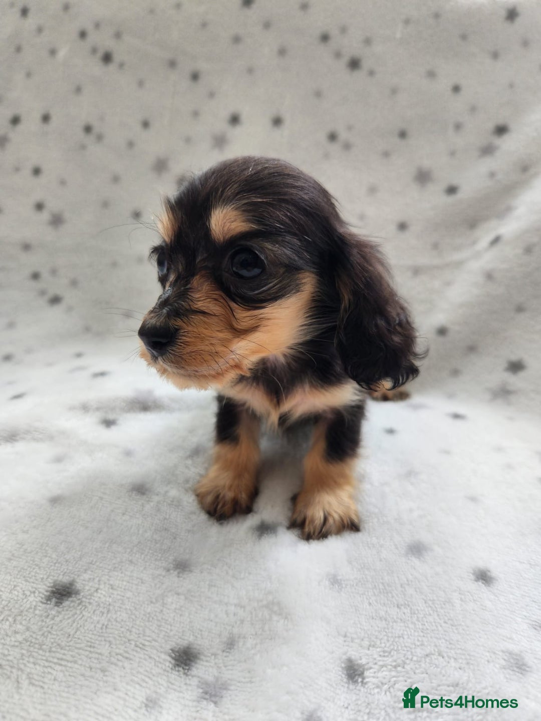 Miniature Dachshund dogs for sale: Kc Registered Long Haired Miniature Dachshunds - Advert 14