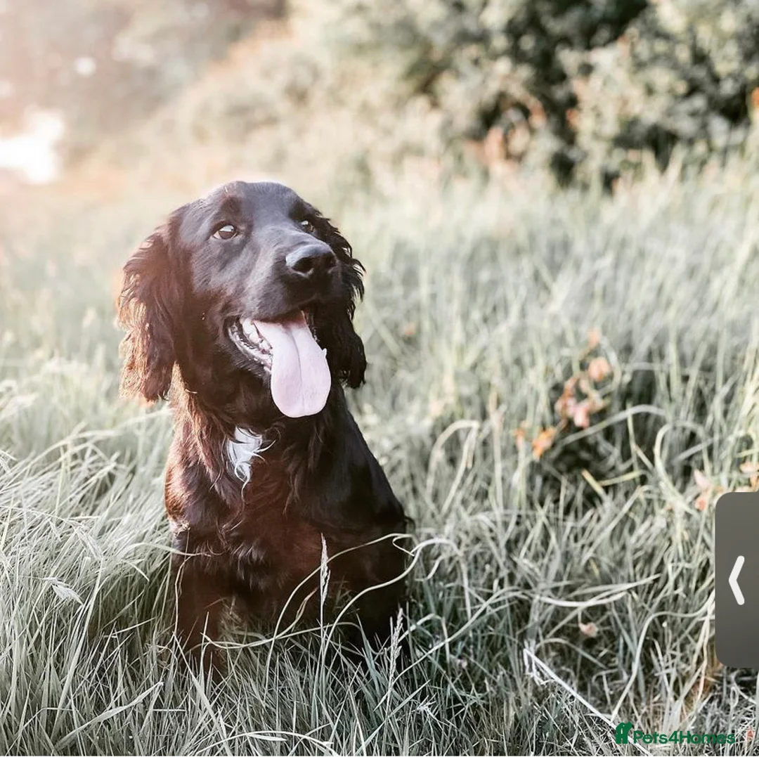 Cocker Spaniel dogs for stud: Ammerdown Galahad - Health Tested Stud in Frome - Advert 14