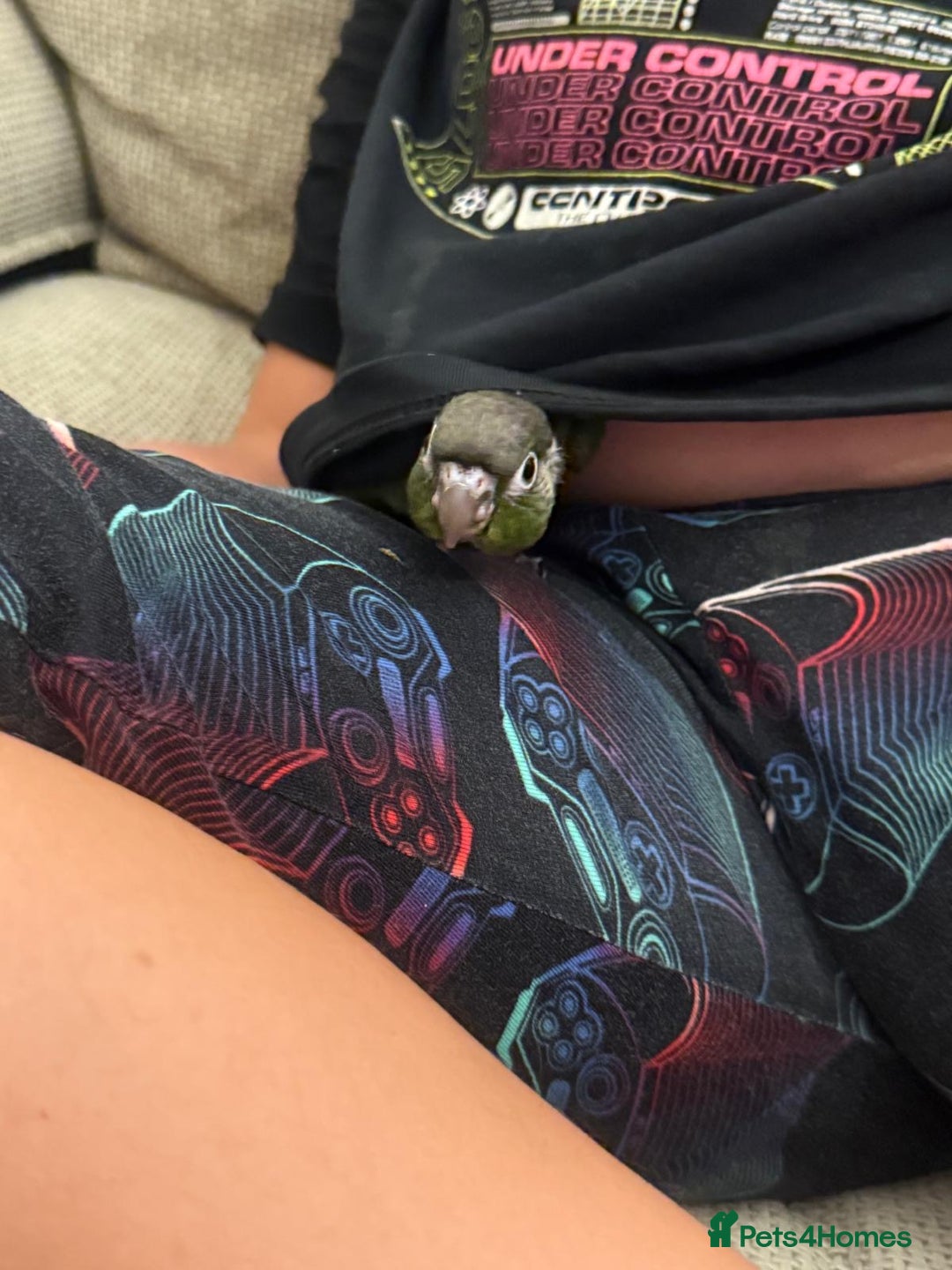 Conures birds for sale: 6 weeks tamed babies conure for sale - Image 4