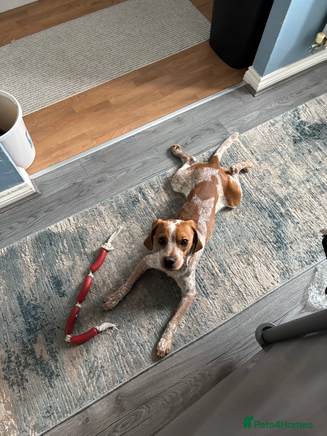 Beaglier dogs for sale: 13 month old beaglier  - Advert 8