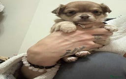 Chihuahua dogs for sale: Chiuahua Puppies - Advert 4
