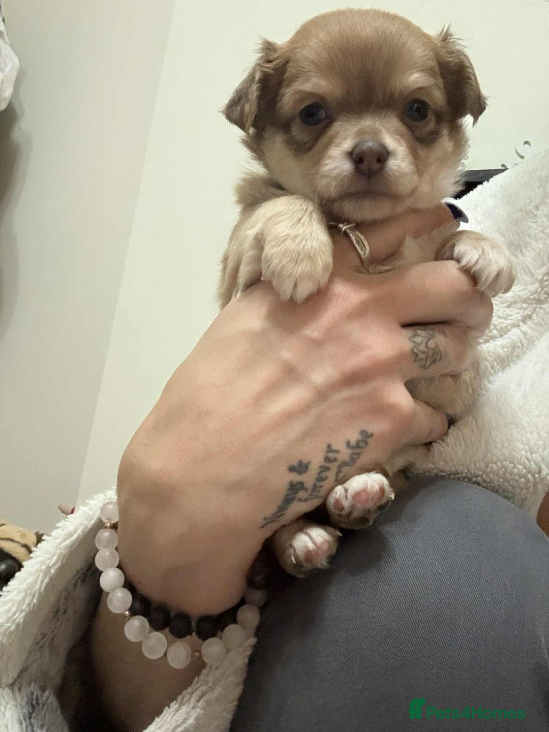 Chihuahua dogs for sale: Chiuahua Puppies - Advert 4