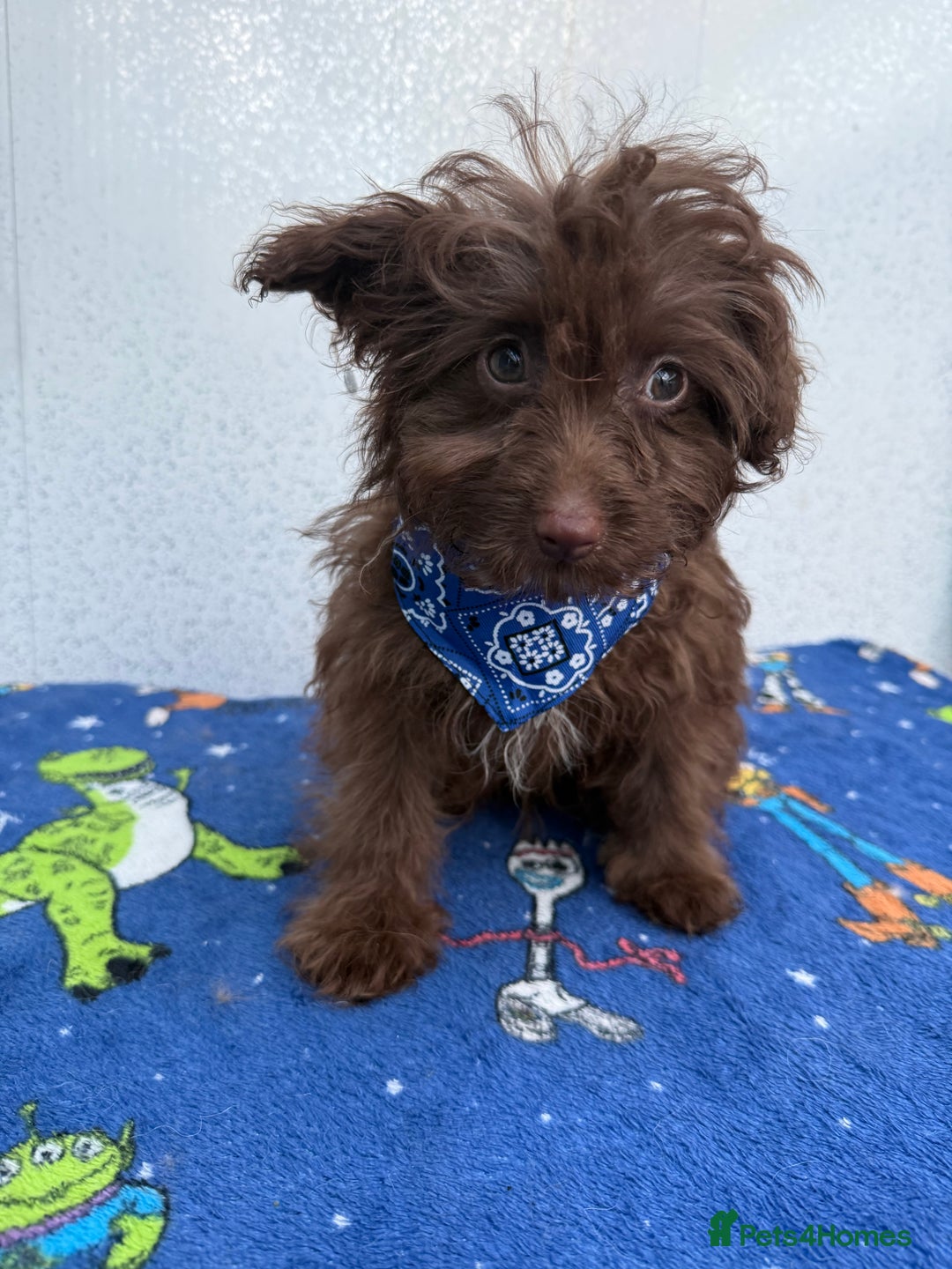 Pomapoo dogs for sale: Two gorgeous Pomapoo puppies available  - Image 9
