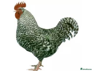 Chickens poultry Male Marran Cockerel - Advert 2