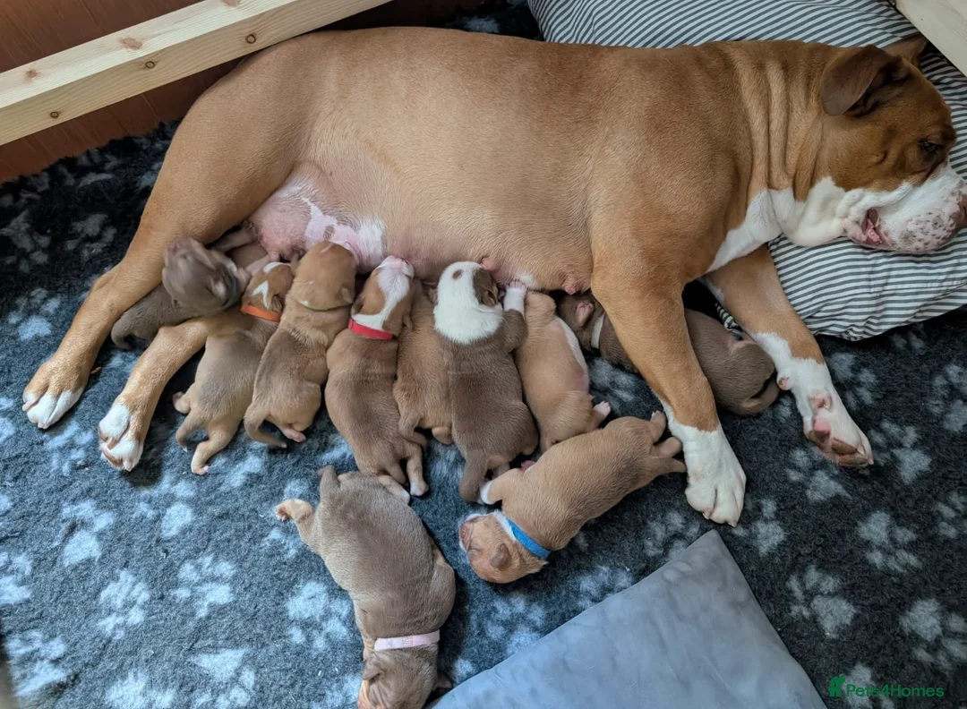 Olde English Bulldogge dogs for stud: Olde English Bulldog stud well proven - Advert 14