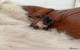 Miniature Dachshund dogs for sale: Stunning Silver & Chocolate Dapple Miniatures - Image 5