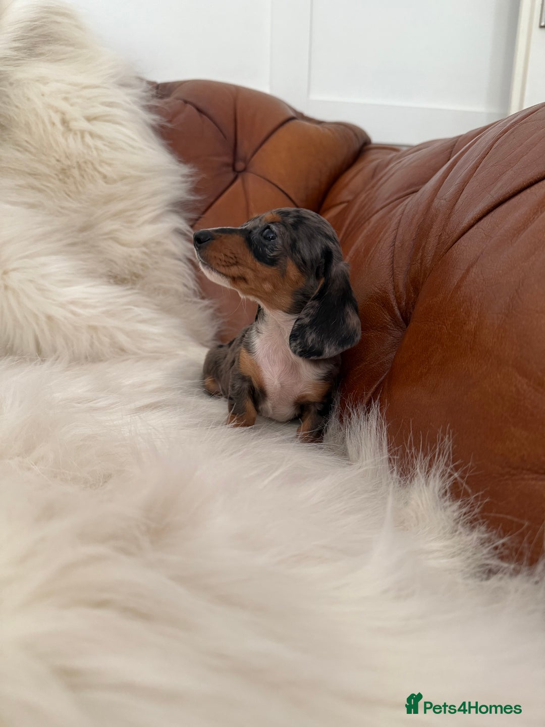 Miniature Dachshund dogs for sale: Stunning Silver & Chocolate Dapple Miniatures - Image 5