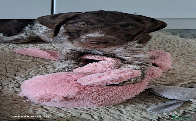 Mixed Breed dogs in Cumnock - Advert 1
