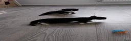 Mixed Breed cats for sale: 4 brilliant tuxedo kittens  in St Albans - Advert 5