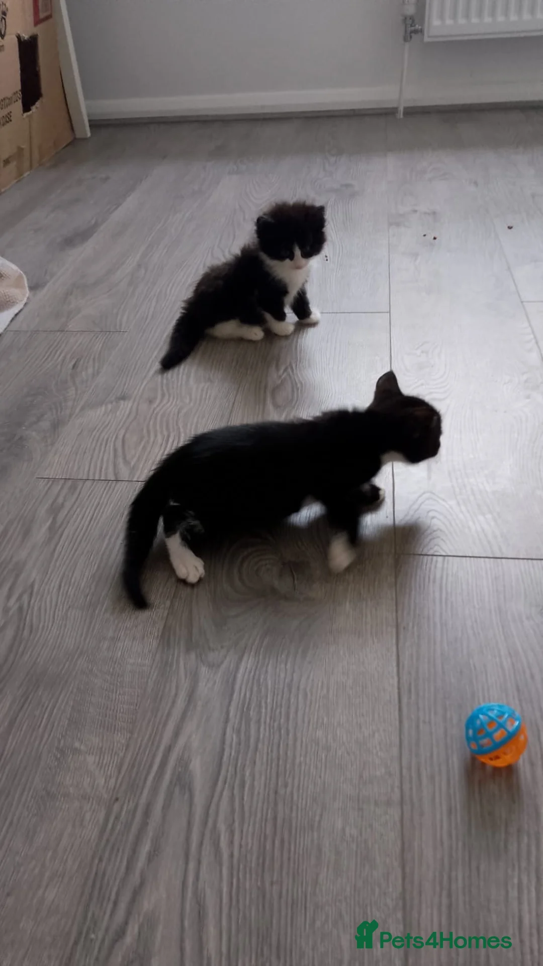 Mixed Breed cats for sale: 4 brilliant tuxedo kittens  in St Albans - Advert 5