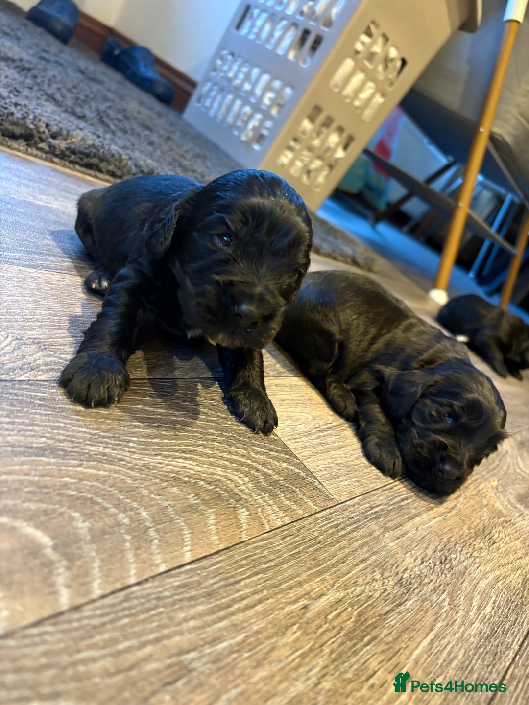 Cocker Spaniel dogs for sale: Beautiful show/working cocker spaniels 🐶🐾 - Advert 6