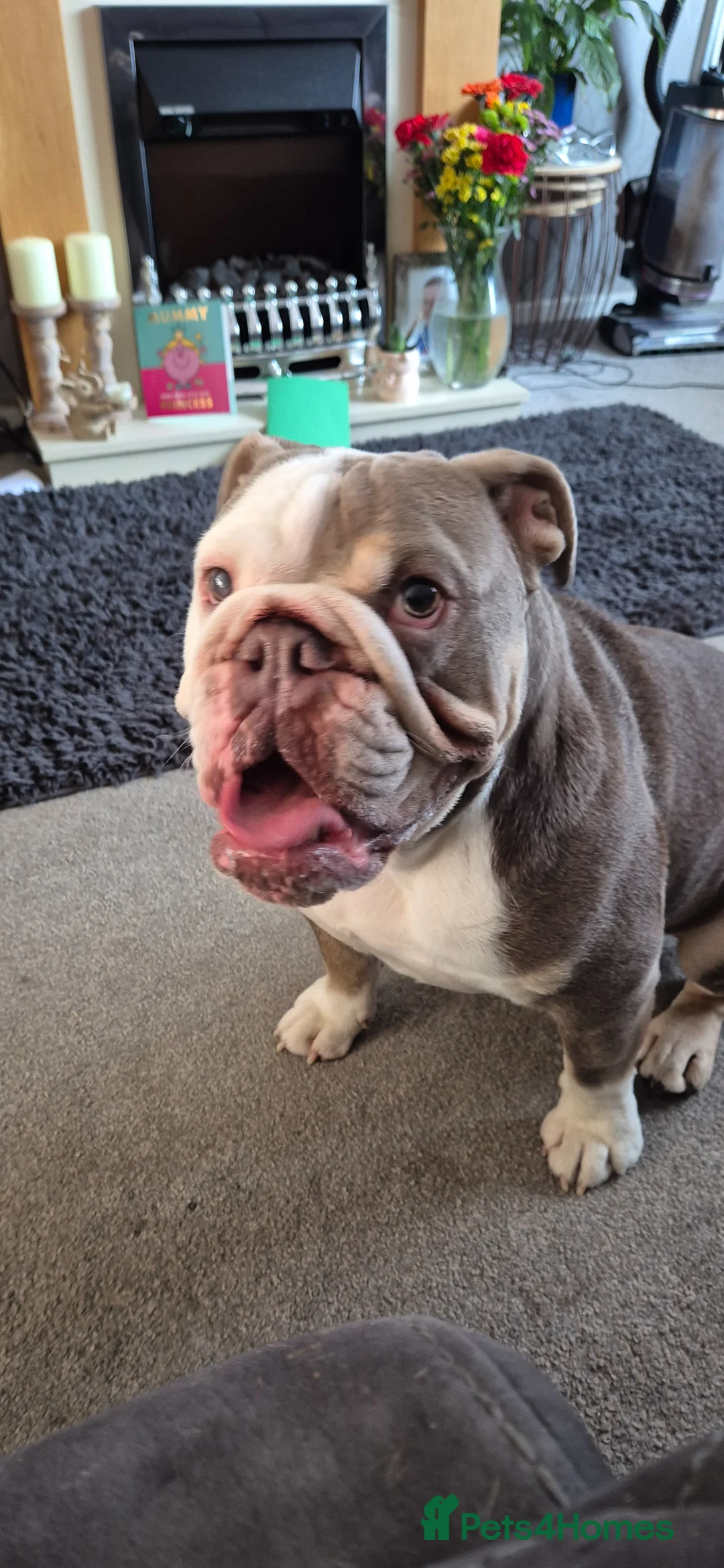 English Bulldog dogs for sale: Neutered male bulldog in Worksop - Advert 1