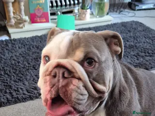 English Bulldog dogs Neutered male bulldog - Advert 2