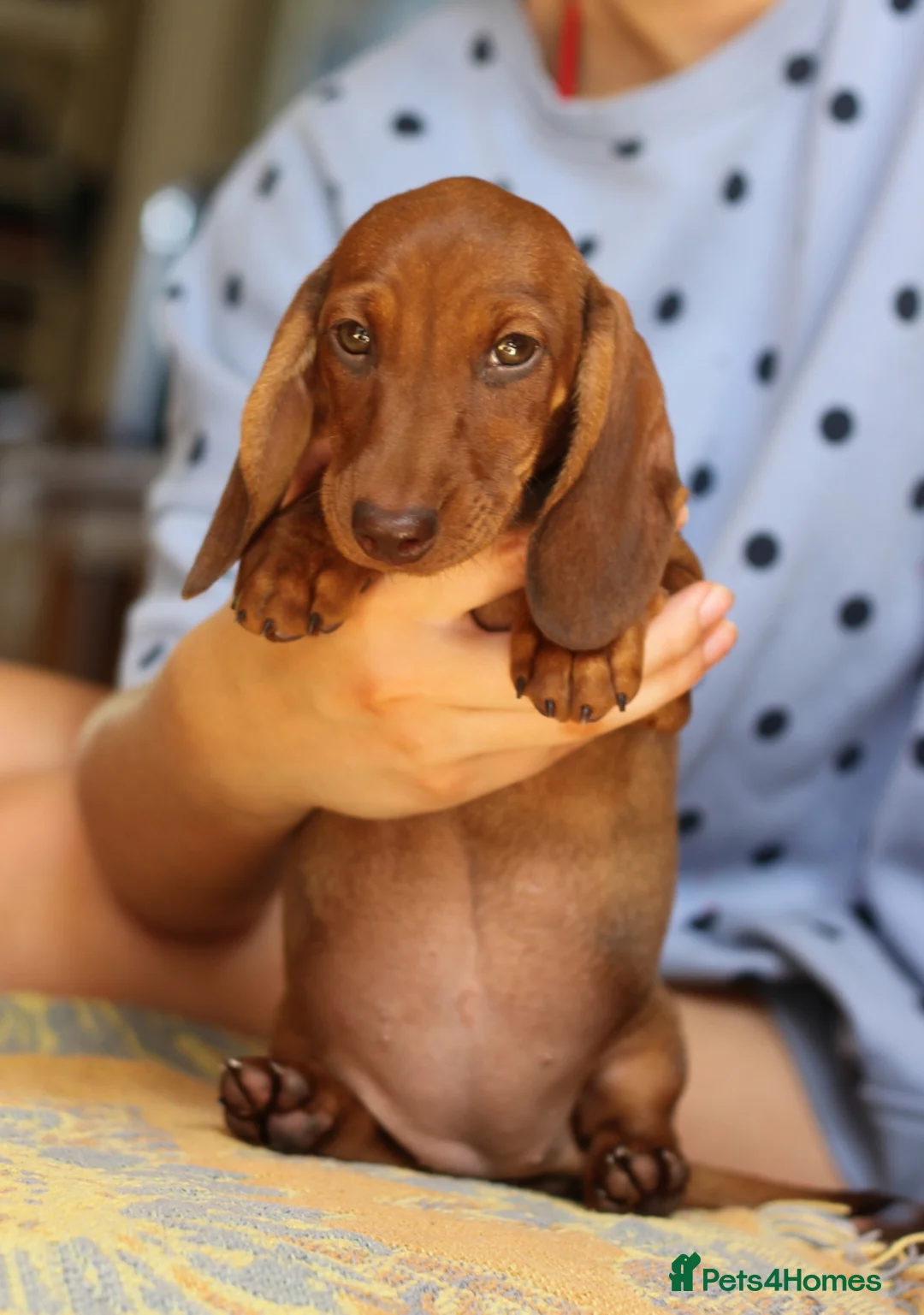 Miniature Dachshund dogs for sale: KC reg Miniature Wirehaired Dachshund bitch, Ready - Advert 4
