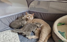 Ragdoll cats for sale: Ragdoll cross British kittens - Image 12