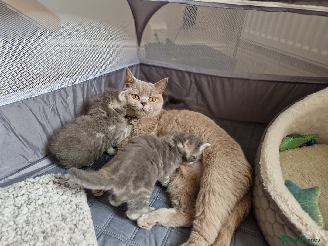 Ragdoll cats for sale: Ragdoll cross British kittens - Image 12