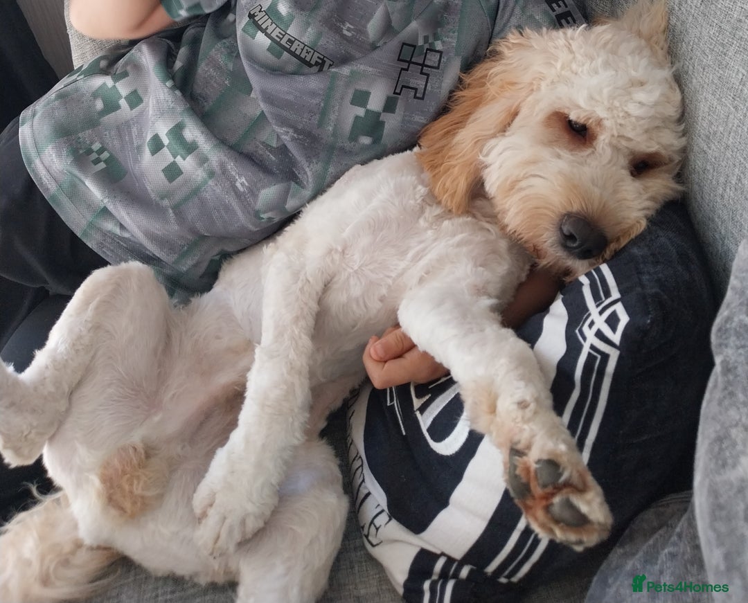 Cockapoo dogs for sale: Lovely 7 month old cockapoo - Advert 3