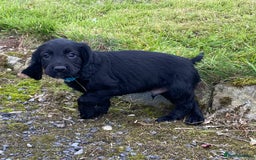 Cocker Spaniel dogs for sale: Cocker Spaniel Puppies - Image 15