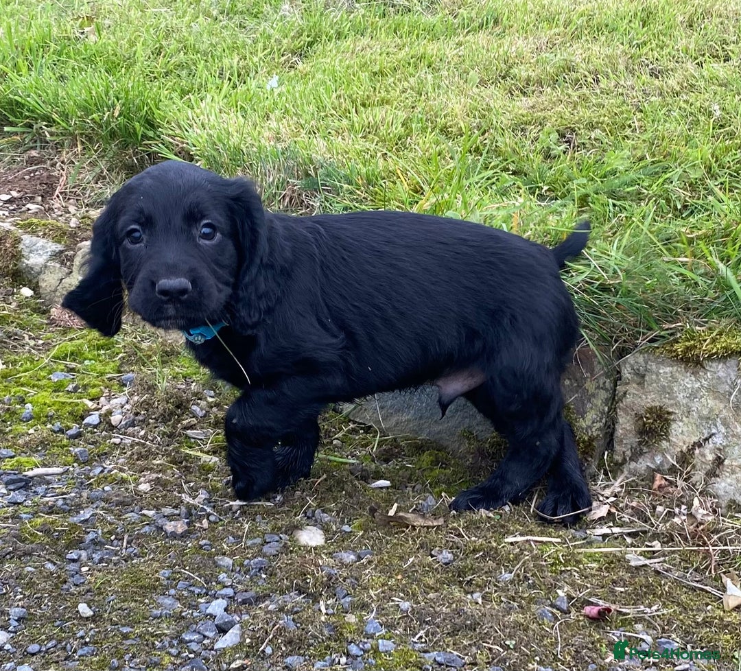 Cocker Spaniel dogs for sale: Cocker Spaniel Puppies - Image 15