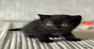 British Shorthair cats - Advert 3