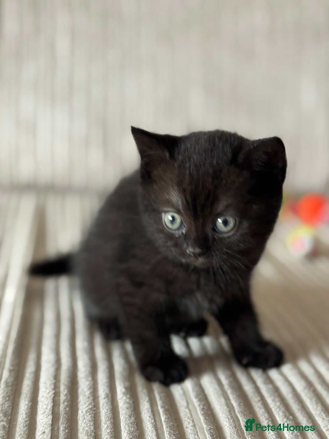 British Shorthair cats for sale: Black British Shorthair kittens - Image 2