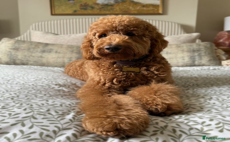 Goldendoodle dogs - Advert 5