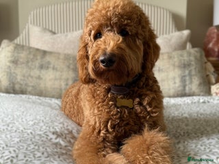 Goldendoodle dogs - Advert 17