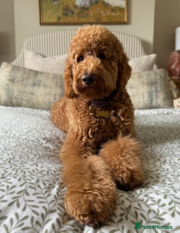 Goldendoodle dogs - Advert 1