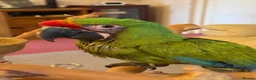 Macaws birds for sale: Military Macaws Babies Hand Reared-Male and Female - Advert 5