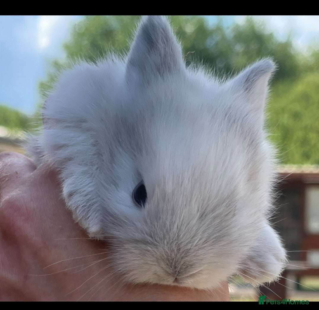 Lionhead rabbits for sale: Baby Lionhead bunnies ! Ready to be reserved ! - Image 10