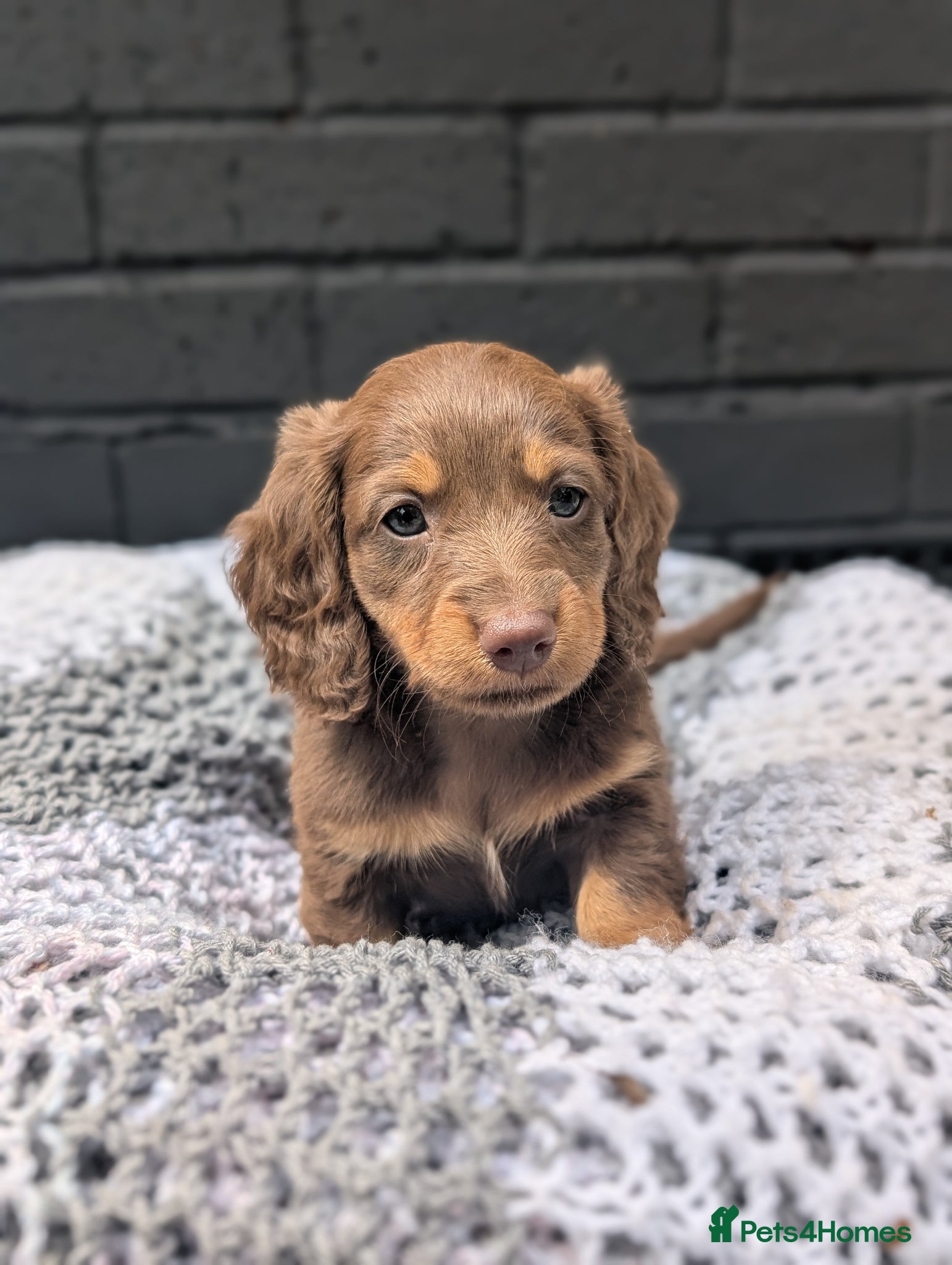 Miniature Dachshund dogs Longhaired and smooth miniature dachshunds  - Advert 4