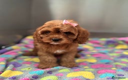 Cavapoo dogs for sale: Female Red Cavapoo Ready now  - Image 2