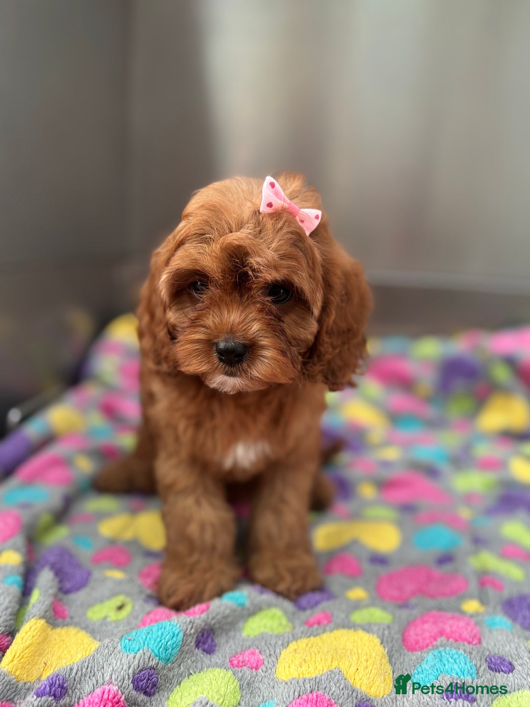 Cavapoo dogs for sale: Female Red Cavapoo Ready now  - Image 2