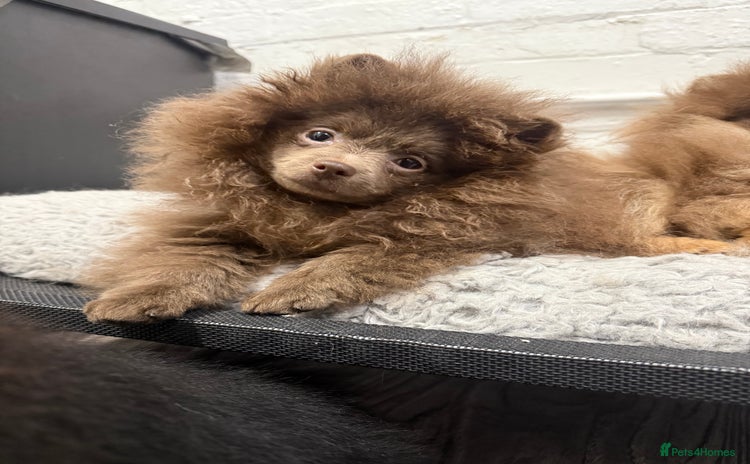 Pomeranian dogs Lilac girl - Advert 3