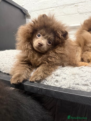 Pomeranian dogs Lilac girl - Advert 3