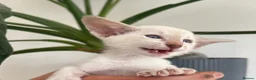 Siamese cats for sale: Siamese kittens - Advert 10